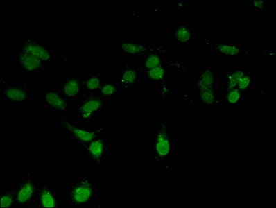 HIST1H3A Antibody