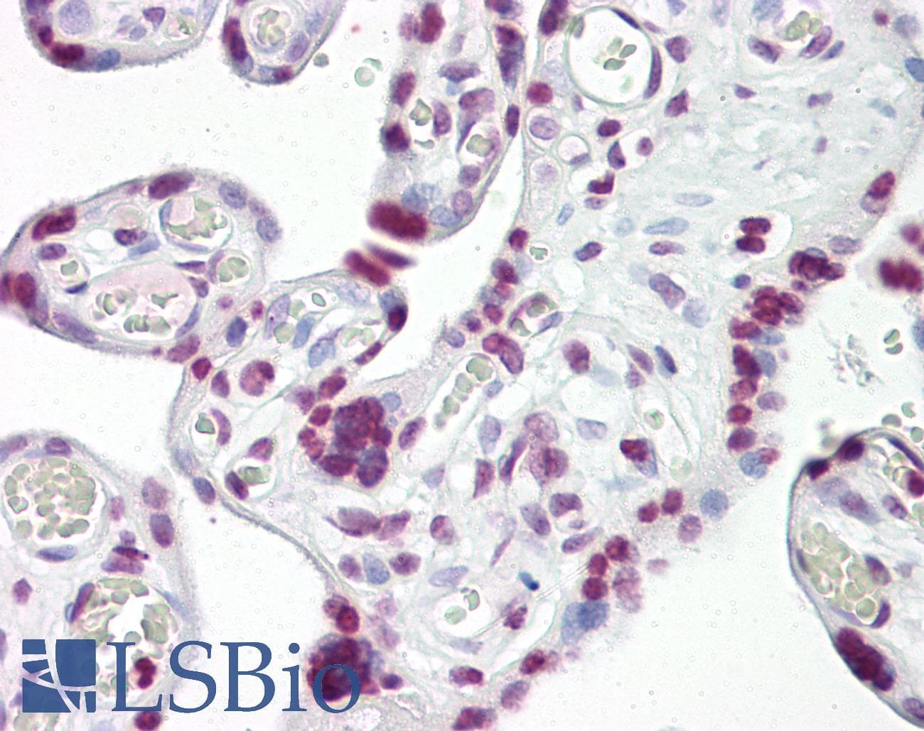 PathPlus™ TP53 / p53 Antibody (aa283-332)