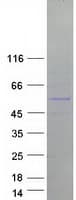 Human TRIM50 / E3 Ubiquitin Ligase Protein (Recombinant Myc-DDK (Flag))