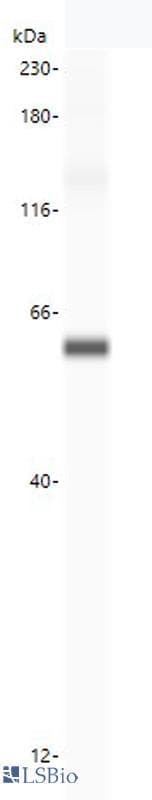 IHC-plus™ Polyclonal Rabbit anti-Human ATG16L1 / ATG16L Antibody (IHC)