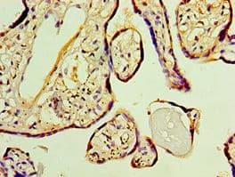 FKBP2 Antibody (aa22-142)