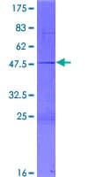 Human ASCL3 Protein (Recombinant GST)