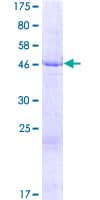 Human TMEM33 Protein (Recombinant GST)