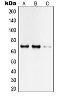 TAF6L Antibody (N-Terminus)