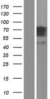 GGA3 Protein (Over-Expression Lysate Myc-DDK (Flag))