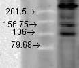 CACNA1C / Cav1.2 Antibody (aa1507-1733, clone S57-46, PerCP)