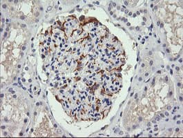 C4orf22 Antibody (clone OTI1A6)
