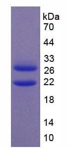 Mouse ZIF268 / EGR1 Protein (Recombinant His, N-Terminal)