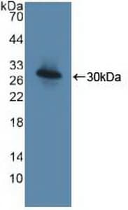 TICAM1 / TRIF Antibody (aa443-685)