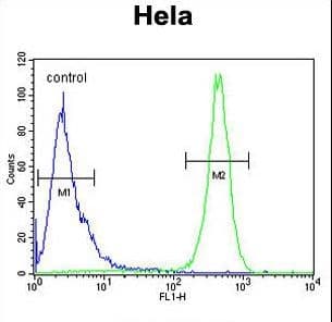 Polyclonal Rabbit anti-Human BECN1 / Beclin-1 Antibody (aa95-132, IHC, WB)