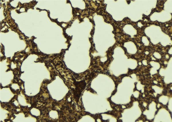 ATF6 Antibody