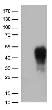 TNFRSF9 / 4-1BB / CD137 Antibody (clone OTI12F12)