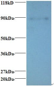 ERH Antibody (Biotin)