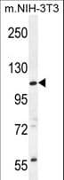 CCDC158 Antibody (aa875-903)