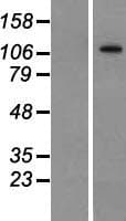 BTF / BCLAF1 Protein (Over-Expression Lysate Myc-DDK (Flag))
