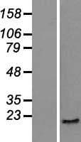 SKP1 Protein (Over-Expression Lysate Myc-DDK (Flag))