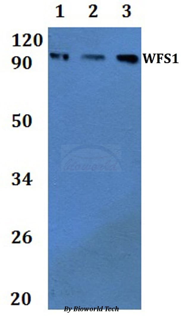 WFS1 Antibody