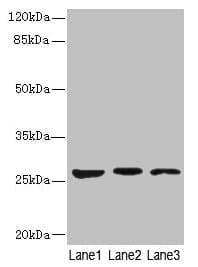 KLK6 / Kallikrein 6 Antibody
