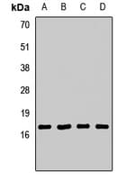 AP2S1 Antibody