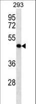 Polyclonal Rabbit anti-Human KLRG2 Antibody (aa20-49, WB)