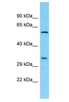 Polyclonal Rabbit anti-Human PLCXD3 Antibody (aa252-301, WB)