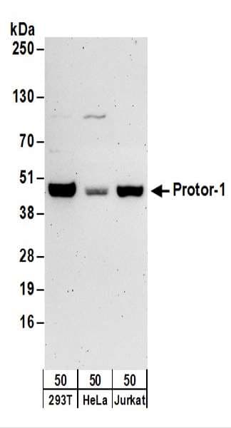 PRR5 Antibody (aa338-388)