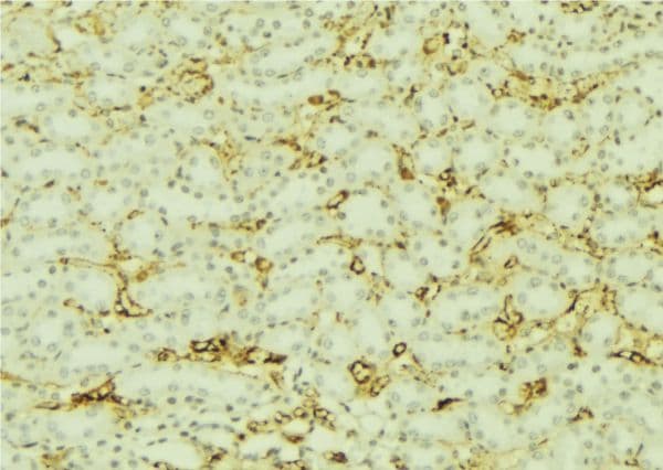 VIL1 / Villin Antibody