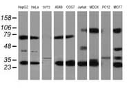 IF3mt / MTIF3 Antibody (aa56-278, clone OTI4B6)