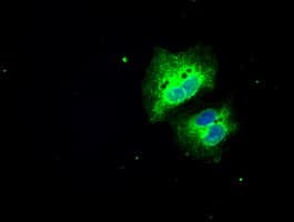 SLC7A8 / LAT2 Antibody (clone OTI5A9, Carrier-free)