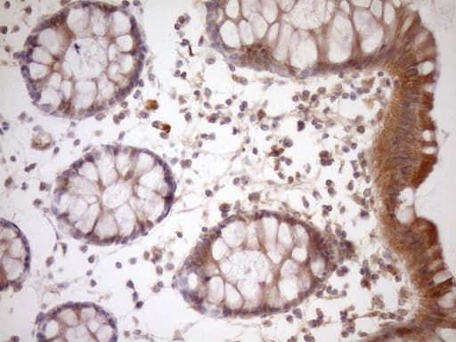 FSIP1 Antibody (clone OTI4F9)