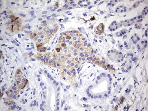 N4BP2L2 Antibody (clone OTI5C5, Carrier-free)