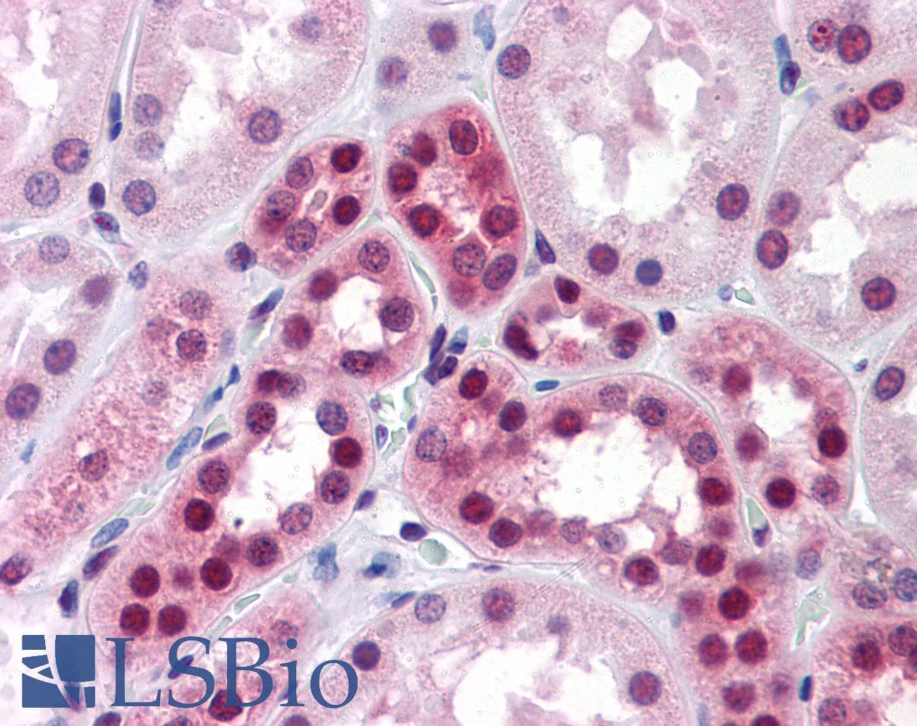IHC-plus™ Monoclonal Mouse anti-Human ELAVL1 / HUR Antibody (clone 4G8, IHC, IF, WB)