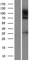 ADNP2 Protein (Over-Expression Lysate Myc-DDK (Flag))