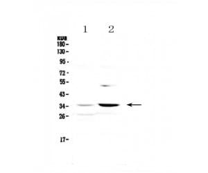 AP-1 / JUND Antibody