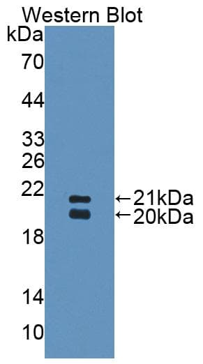 SFTPD / Surfactant Protein D Antibody (aa45-221, APC)