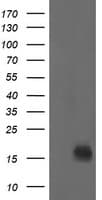 NME2 Antibody (clone OTI2F9)