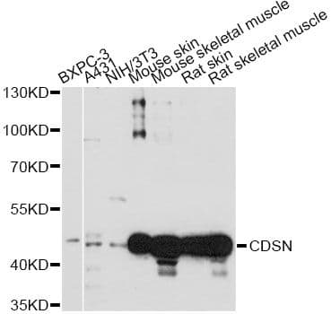 Corneodesmosin / CDSN Antibody