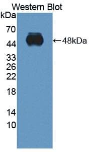 ITGA2 / CD49b Antibody (aa212-370, Biotin)