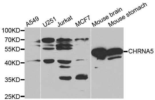 CHRNA5 Antibody