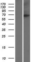 NUMBLIKE / NUMBL Protein (Over-Expression Lysate Myc-DDK (Flag))
