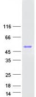 Human FAM107B Protein (Recombinant Myc-DDK (Flag))