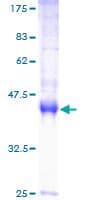 Human EEF1E1 / AIMP3 Protein (Recombinant GST)