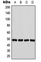 FNTB Antibody (Internal)