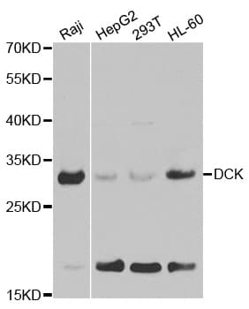 IHC-plus™ DCK / Deoxycytidine kinase Antibody