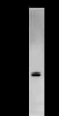 Monoclonal Mouse anti-Human IRF3 Antibody (clone IRF35I218, IF, WB)