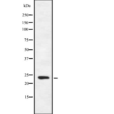 FGF16 Antibody