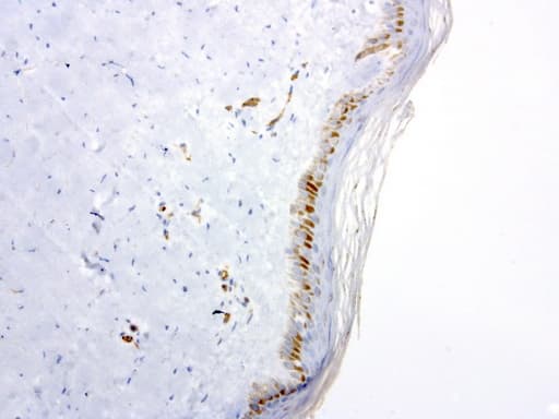 PECAM-1 / CD31 Antibody (clone UMAB32)