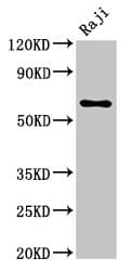 MSN / Moesin Antibody