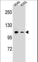 ITGAM / CD11b Antibody (aa253-282)