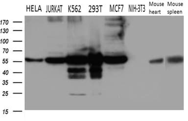 Monoclonal Mouse anti-Human IRF3 Antibody (clone OTI2G6, aa27-169, IF, WB)